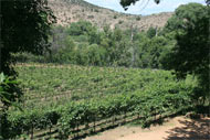 Page Springs Cellars on the Oak Creek