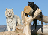 Taj, Royal White Bengal  Tiger and Jamaica, Asian  Leopard are both  endangered species.